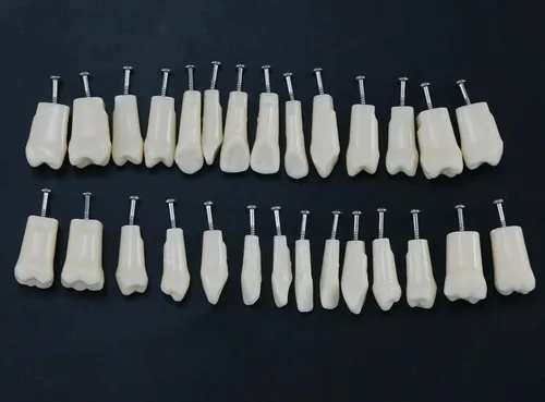 Vista 4 de Modelo de 28 dientes Typodont extraíbles compatibles con Nissin 500 Dental