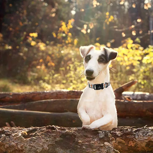 Vista 5 de Lionheart glory Collares de Perro a Cuadros Collar de Perro de Otoño Collar de Perro Hembra o Macho Collar de Perro Resistente Ajustable para Collar