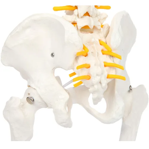 Vista 7 de Axis Scientific mini modelo de anatomía de columna vertebral, incluye nervios y viene con soporte resistente.