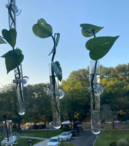 Vista 5 de Jarrones de propagación de ventanas, jarrones de tubos de ensayo de vidrio con ventosas para propagación, proyectos hidropónicos, decoración