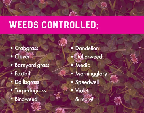 Vista 6 de Pro Crabgrass & Grassy Weed Killer - 18.92% Quinclorac (comparado con Drive XLR8) - Herbicida concentrado de pasto cangrejo profesional - Secado