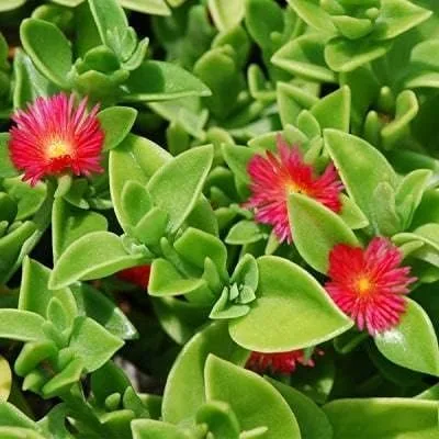 Vista 2 de Nuevas semillas frescas de flores de aptenia de 85 piezas Generic