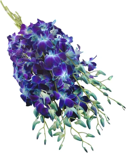 Vista 3 de PREMIUM Cut Azul orquídeas (10 Tallos Orquídea con Rhinestone Ribbon Jarrón de malla)