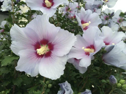 Vista 4 de Semillas Malvavisco (Althaea Officinalis) Hierbas medicinales tradicionales sin OMG