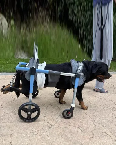 Dog Wheelchair Injured All Legs Pet Leg Braces, Small Medium Large Handicap 4 Wheels Full Support, Comfortable Wheel Rolling Tools