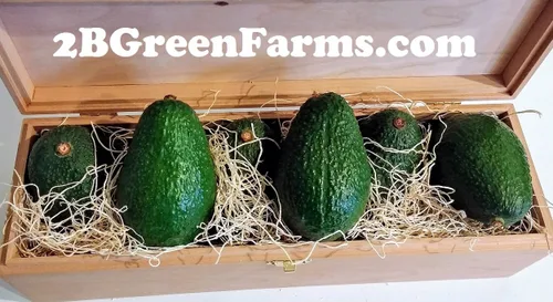 Vista 3 de Paquete de 8 aguacates Fresh California Hass (paquete de 8)