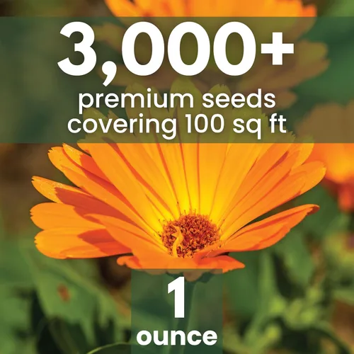 Vista 2 de Calendula Pacific Beauty - Paquete grande de 1 onza - 3,000 semillas de flores para plantar - Calendula officinalis