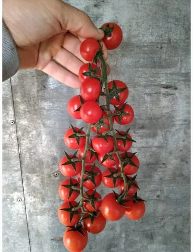 Vista 8 de Tomate Cherry Maskotka Cascading Trasero Enano Arbusto Tomate 50+ Semillas para plantar sin OMG