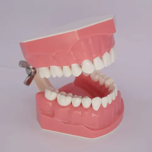 Vista 4 de Modelo de dientes dentales Typodont para cepillar hilo dental Práctica Demostración Enseñanza Estudiar 1:1 Tamaño estándar