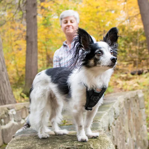 Vista 7 de Kurgo Tru-Fit - Arnés inteligente para caminar para perros, ajuste cómodo, arnés ajustable, reflectante para mascotas, liberación rápida