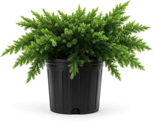 Vista 11 de Blue Pacific Shore Juniper 2 plantas vivas de tamaño galón Juniperus Conferta Evergreen resistente al frío tolerante a la sequía