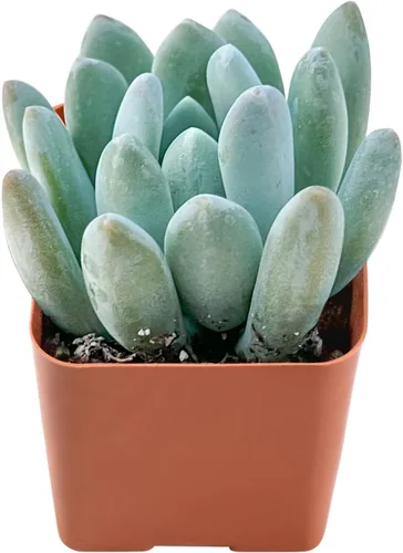 Vista 12 de Plantas de interior vivas suculentas "Bead Vine", tamaño aproximado de 2 pulgadas, suculentas en maceta, completamente enraizadas, de fácil cuidado